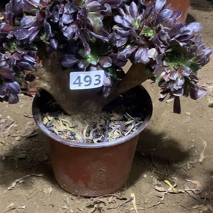 493欧紫缀化老板子法师