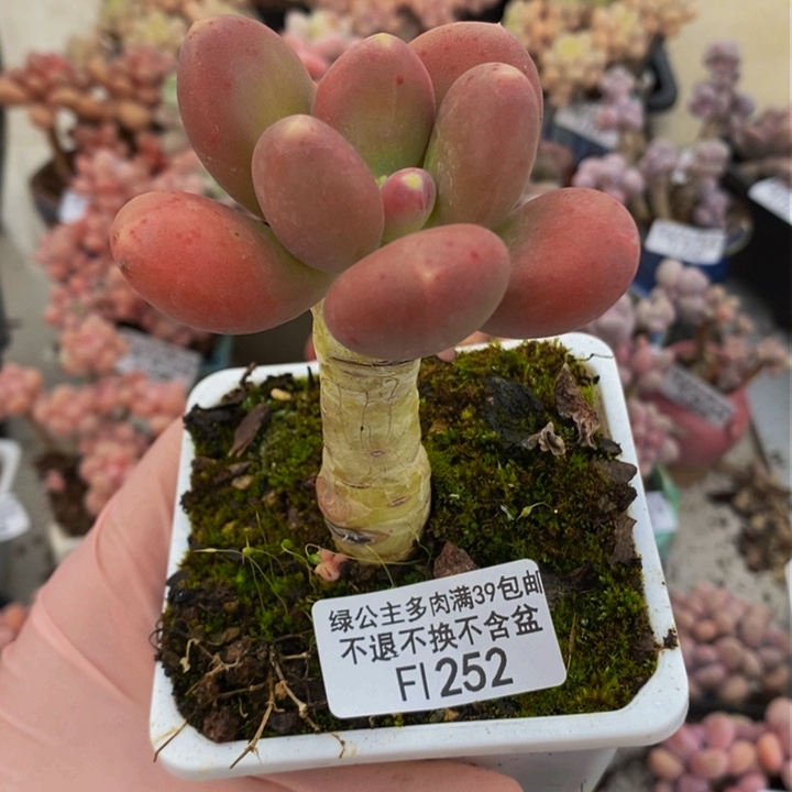 金蝉单头252多肉植物