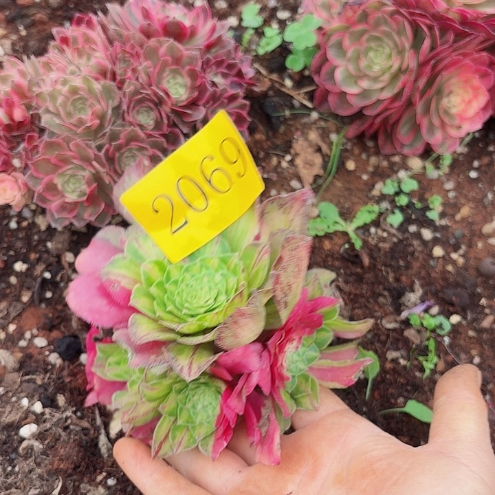 多肉植物知否2069