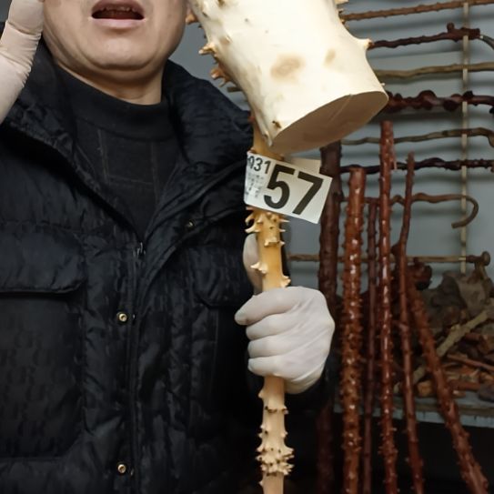 奥***鑫香榧木高山 檬子木文玩料