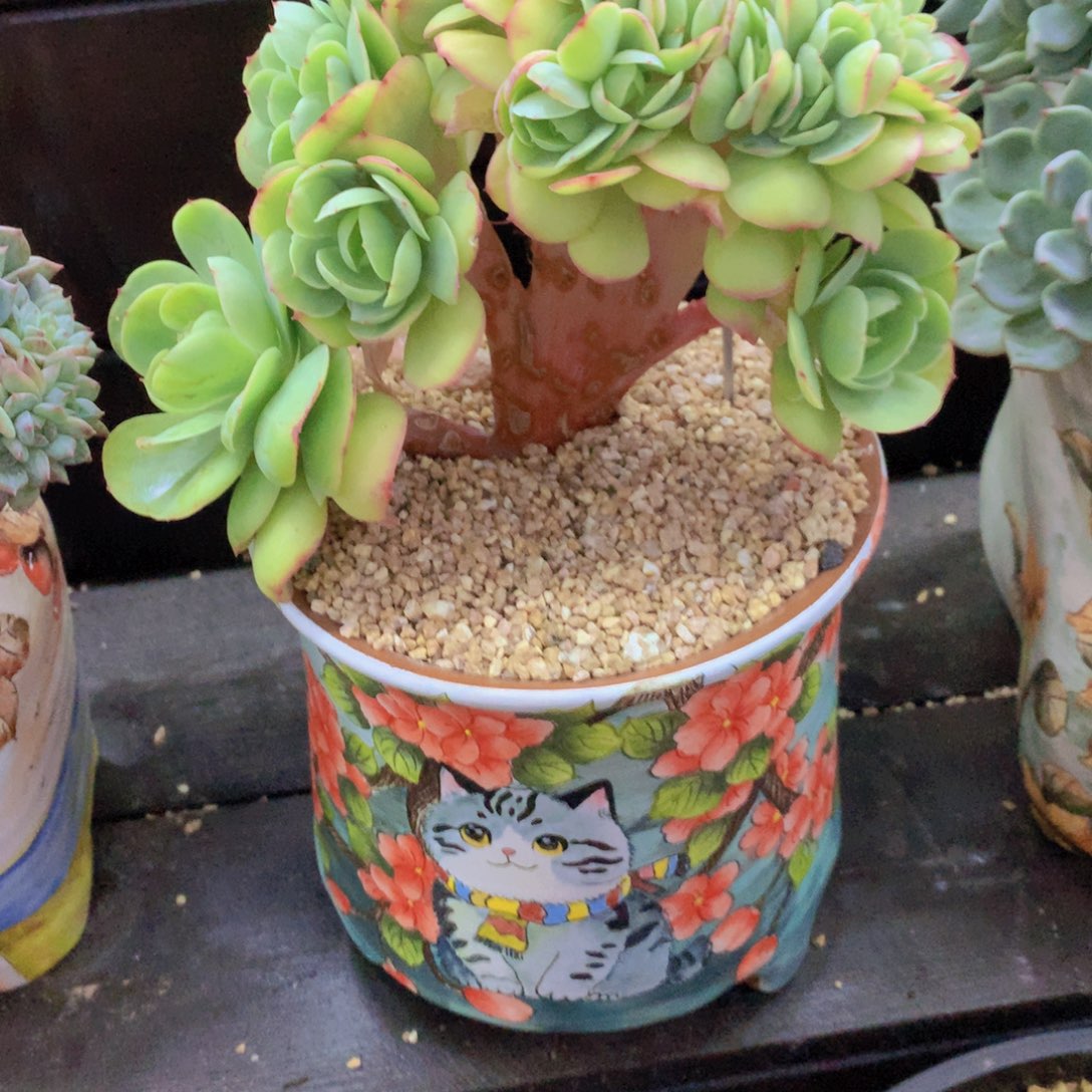 精品多肉植物花卉盆栽花卉