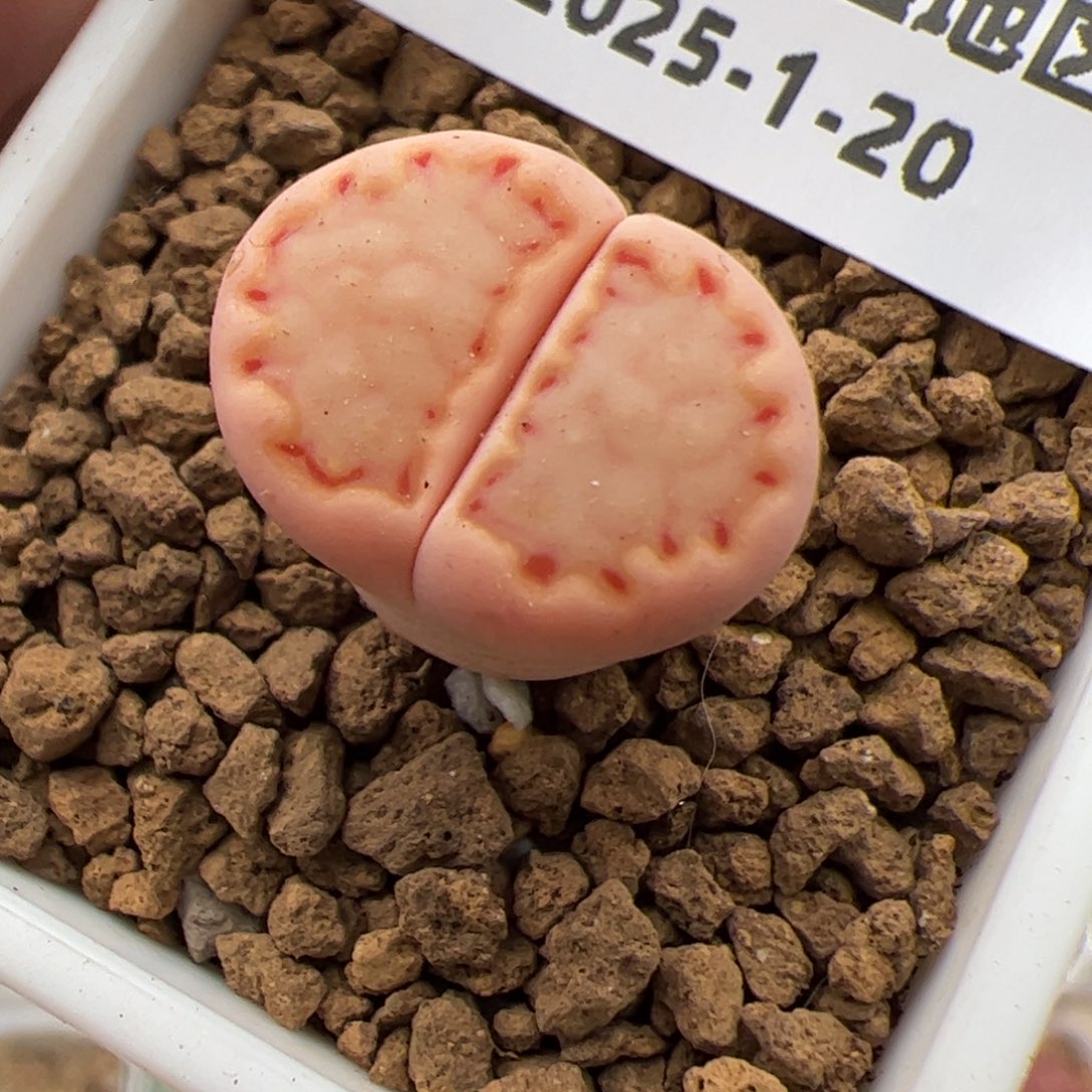 0734号 sk 饼干 多肉植物