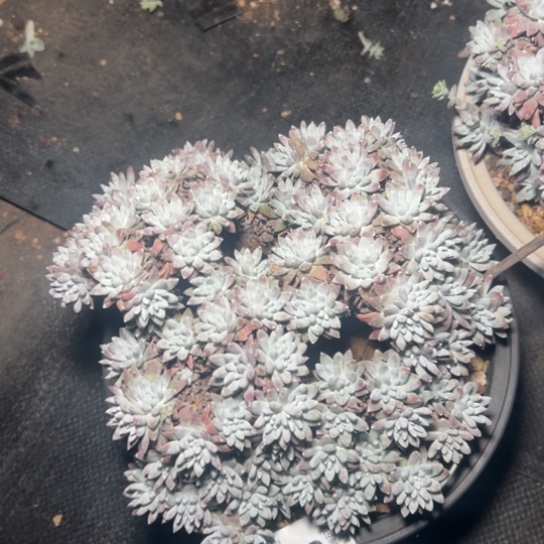 大韩菊，一物一拍6784