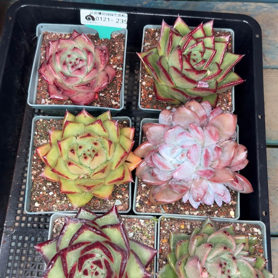 多肉精选编号0121.235