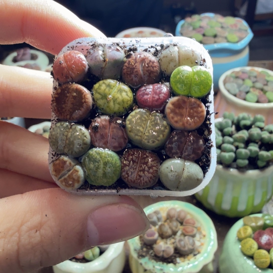 多肉植物的生长发育和820