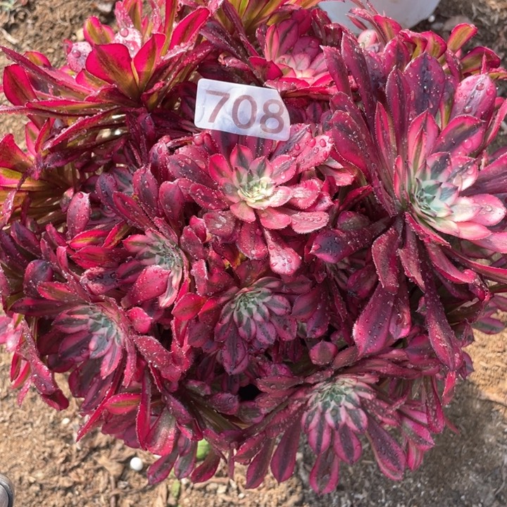 708多肉植物红铜白