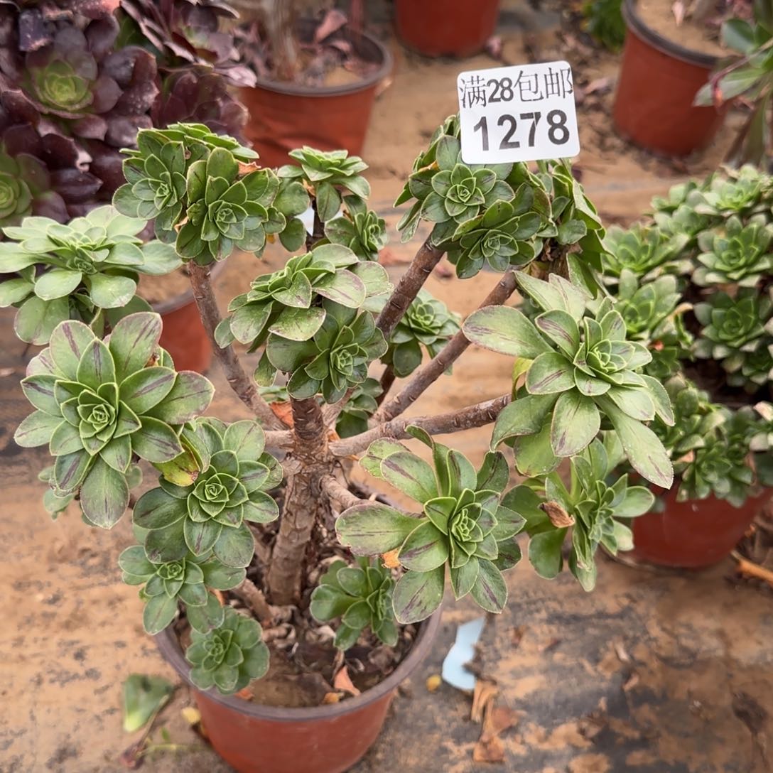 圣诞节多肉1278满28包邮断枝不包瑕疵