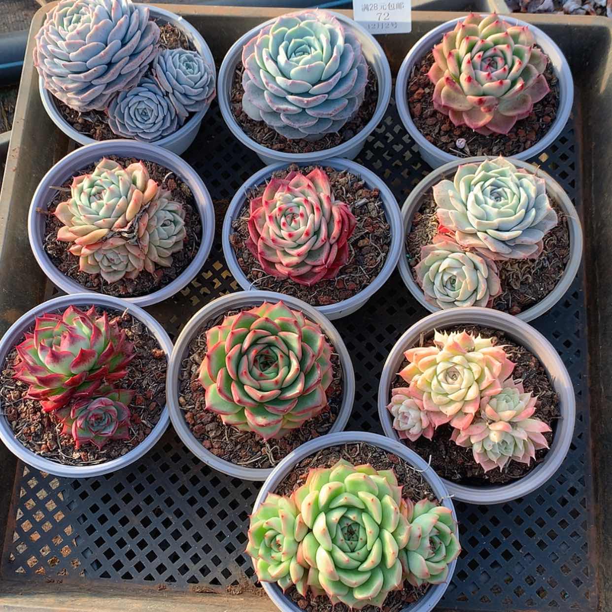 【闪购商品】云72号10颗