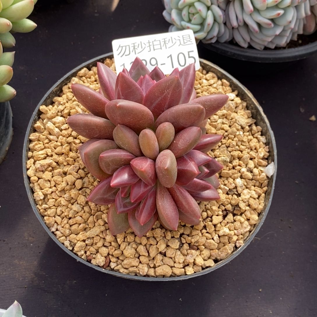 用****3两单包邮1229-105迷雾泡泡