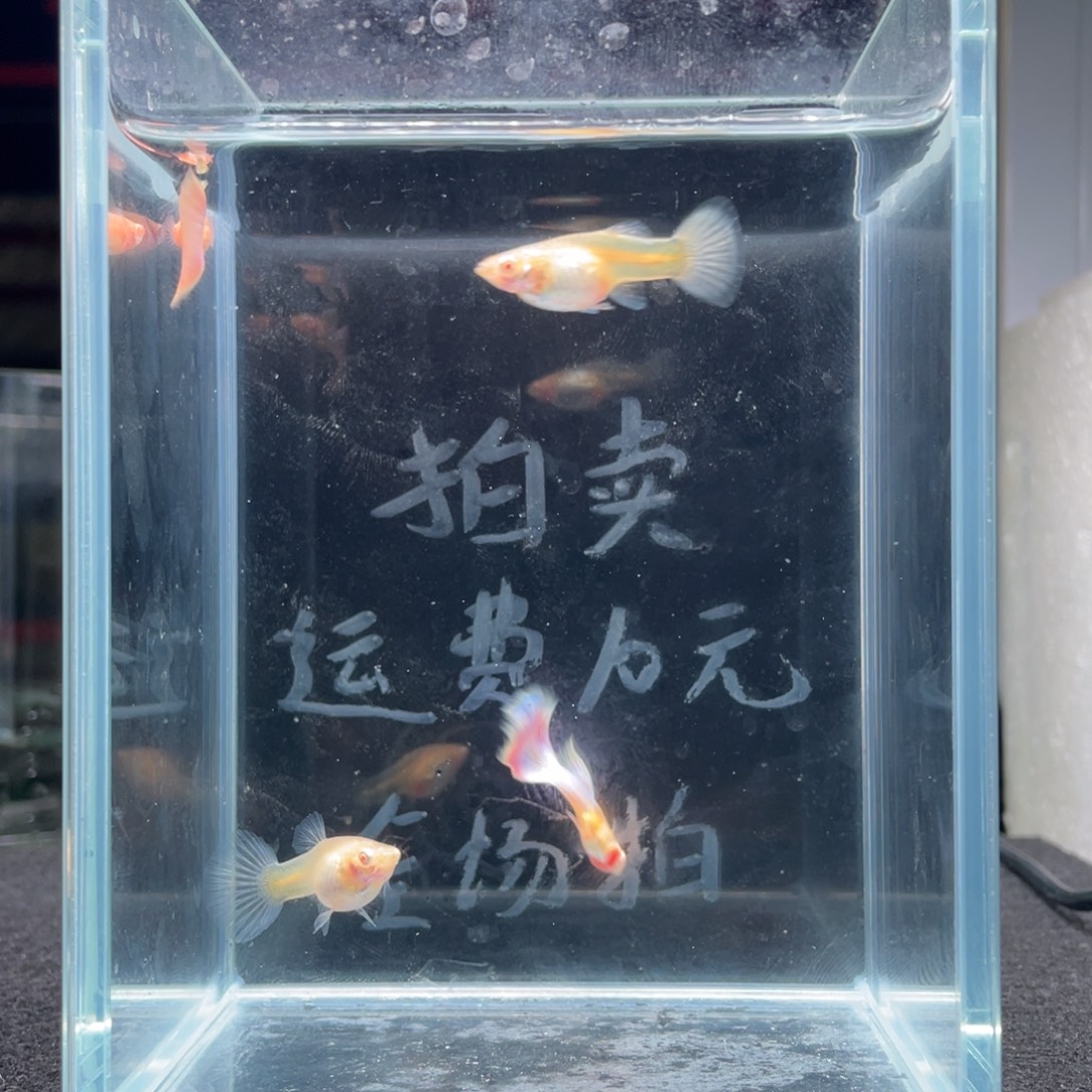 孔雀鱼天使彩虹两对