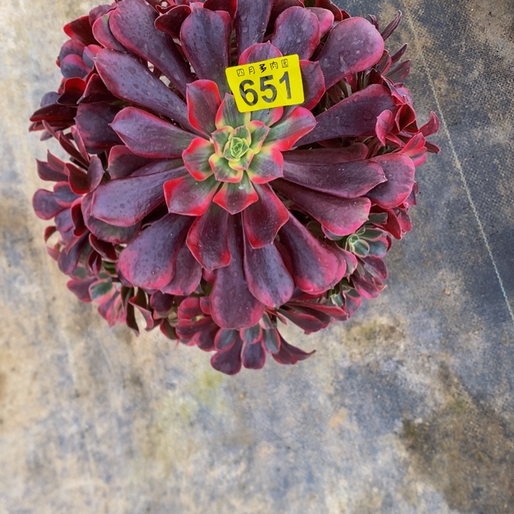 仙****多肉凤冠65100000