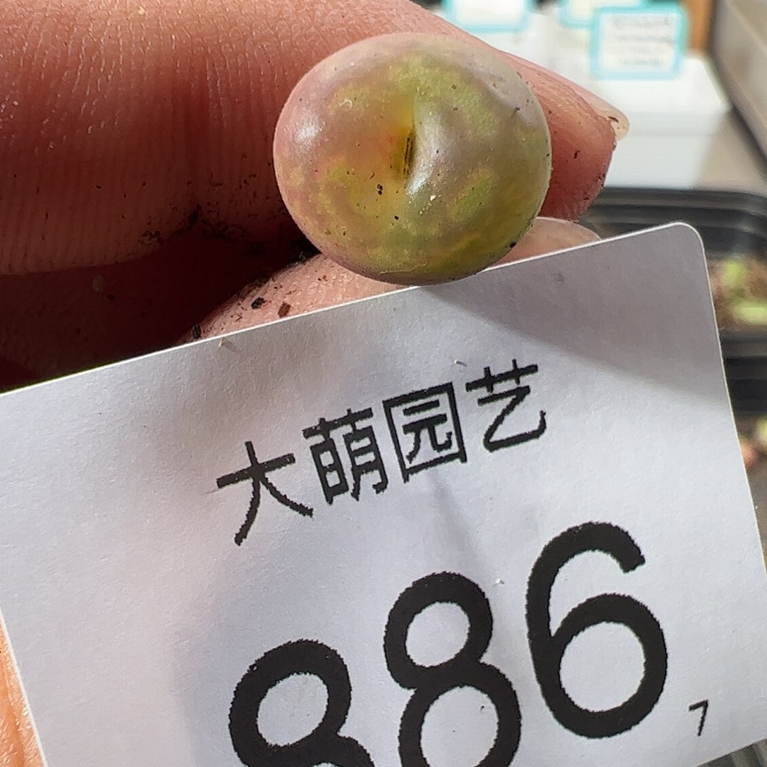 0000886 一物一拍……