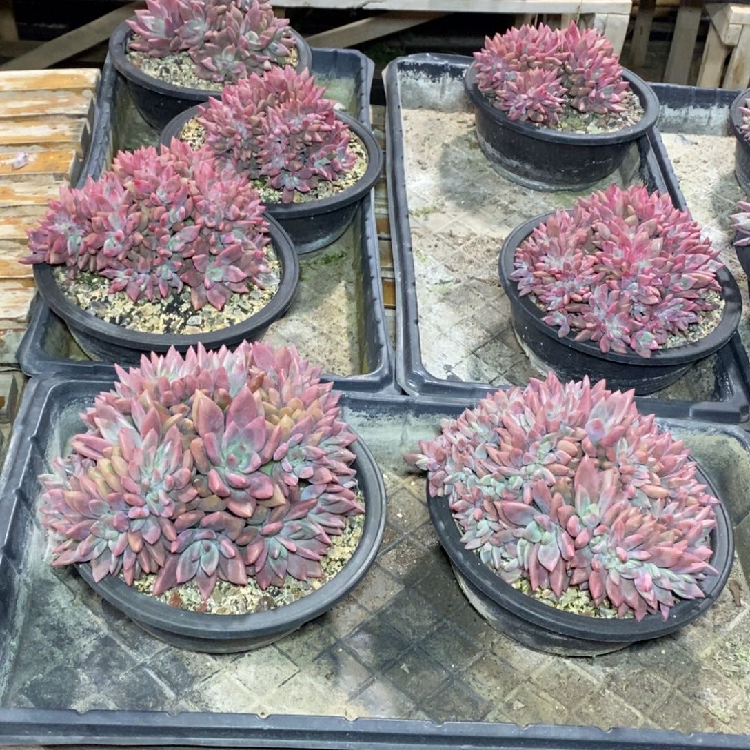 啊军喵多肉桃花缘缀