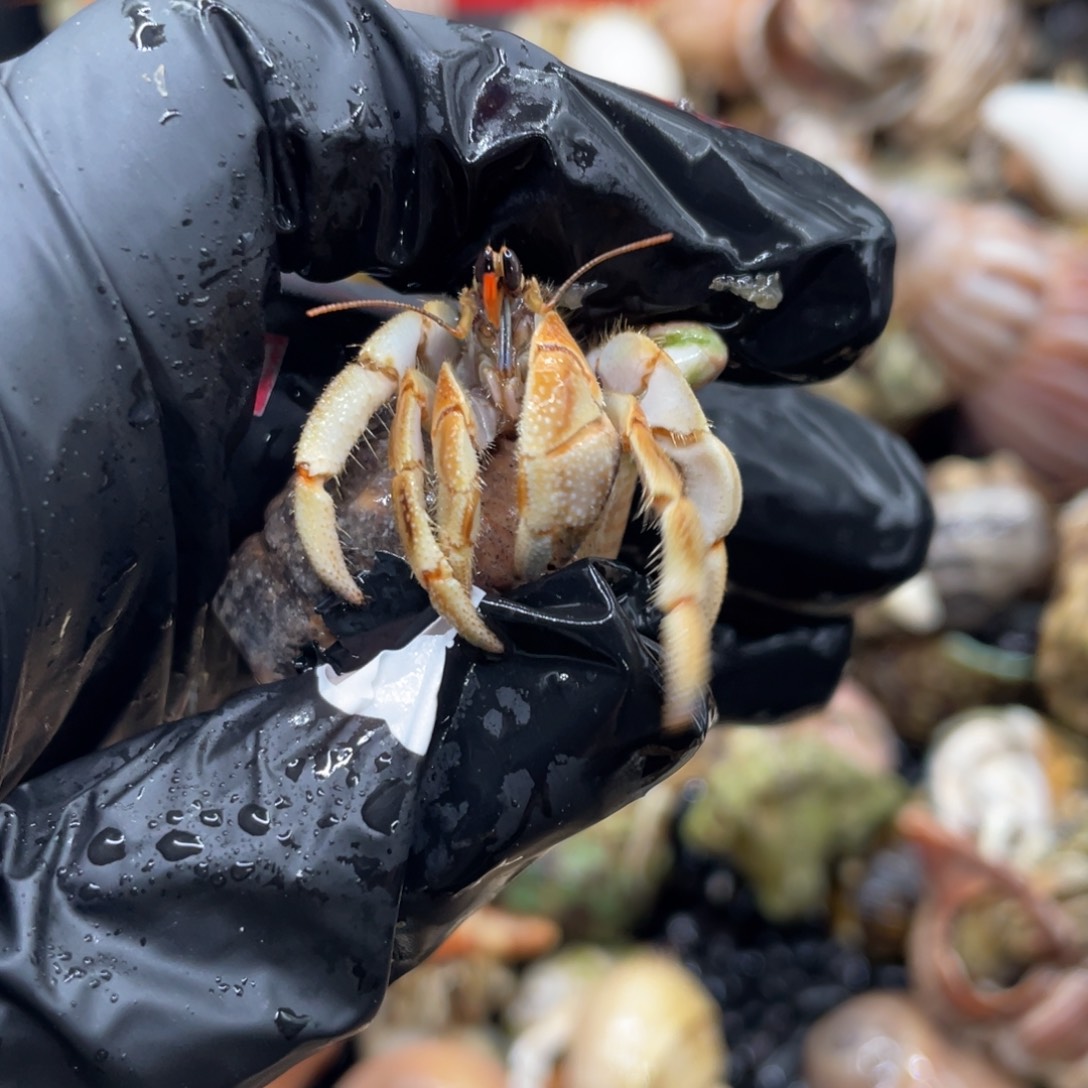 不退不换谢谢支持27