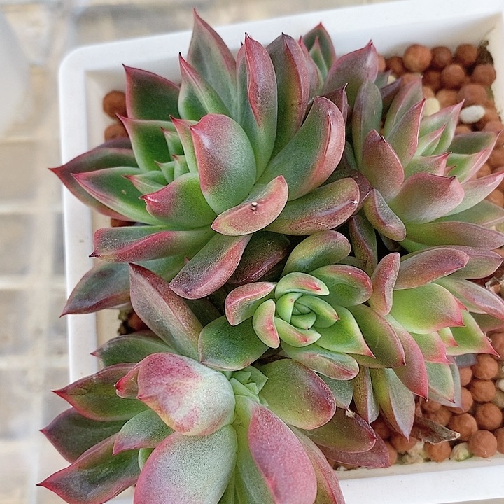 佛罗瑞安娜一物一拍，