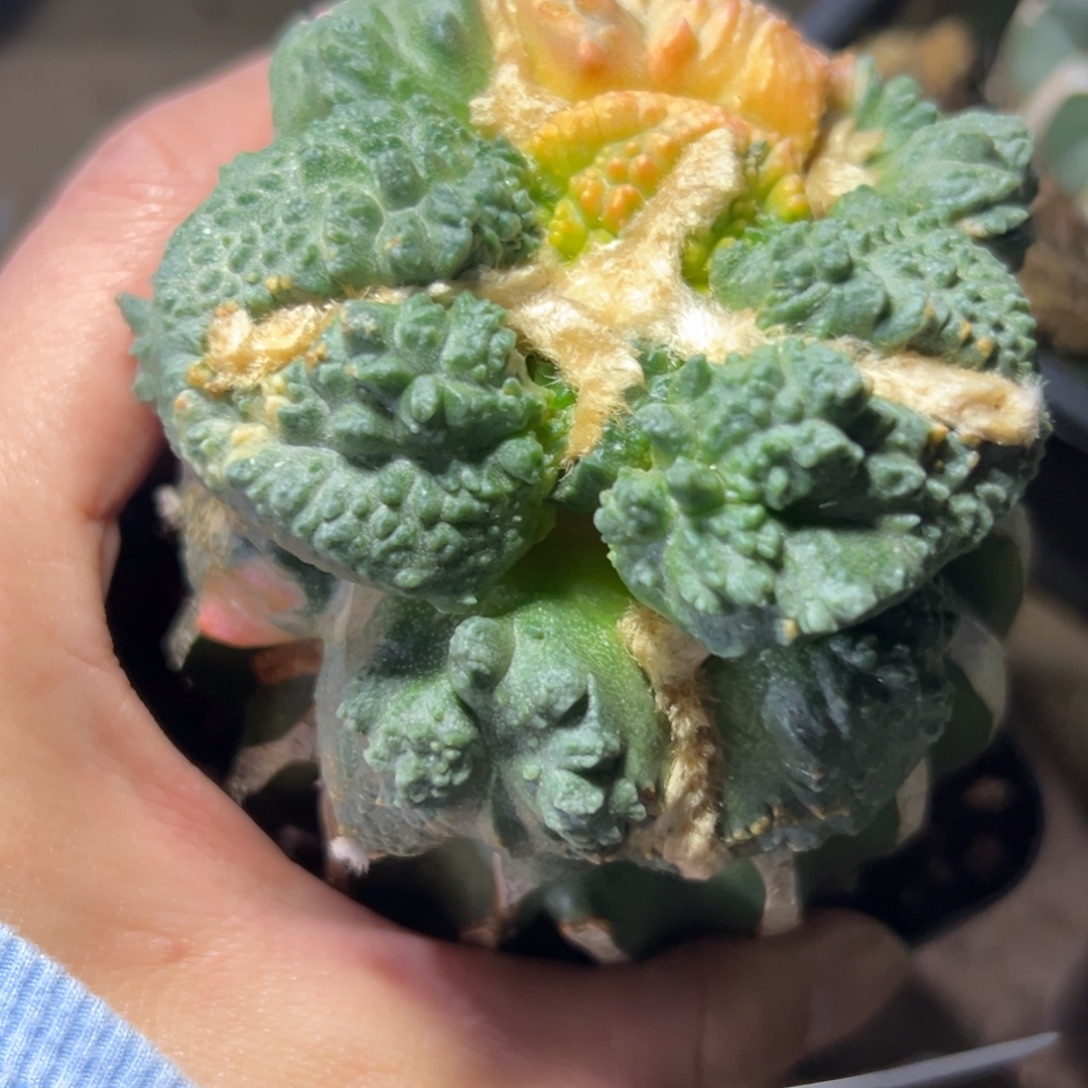 106 仙人球的比赛将于