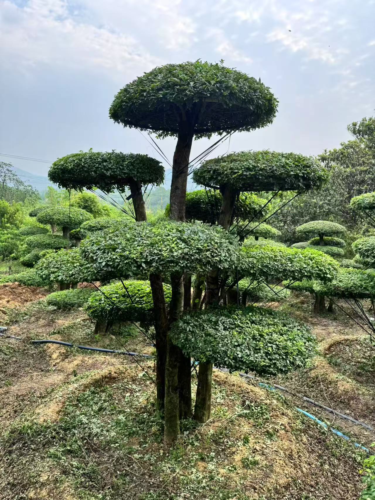 对节白蜡造型景观树专属（定金）