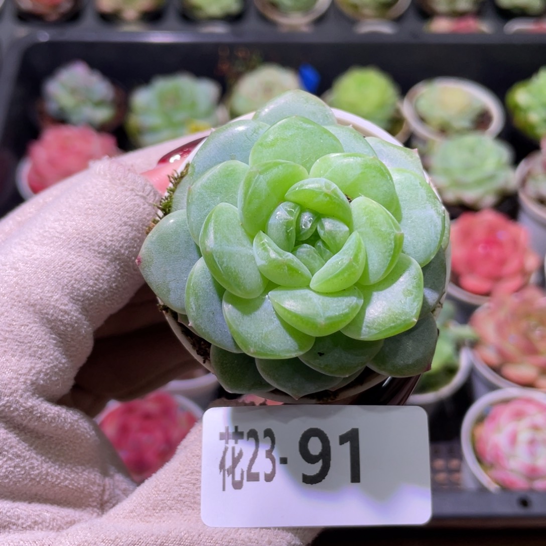 花利美23-91新品珍妮