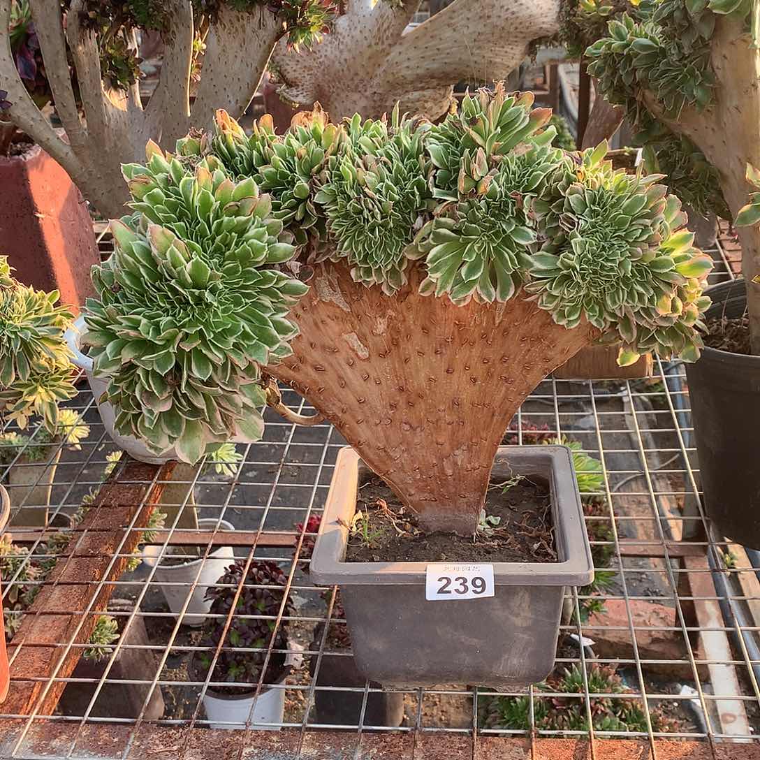 239白凤缀化缀化的