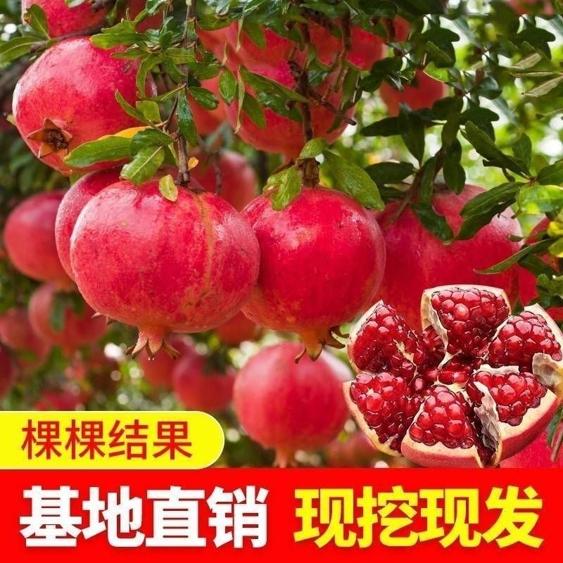 正宗软籽石榴树苗大果公斤石榴，南北方庭院阳台都可种植当年结果