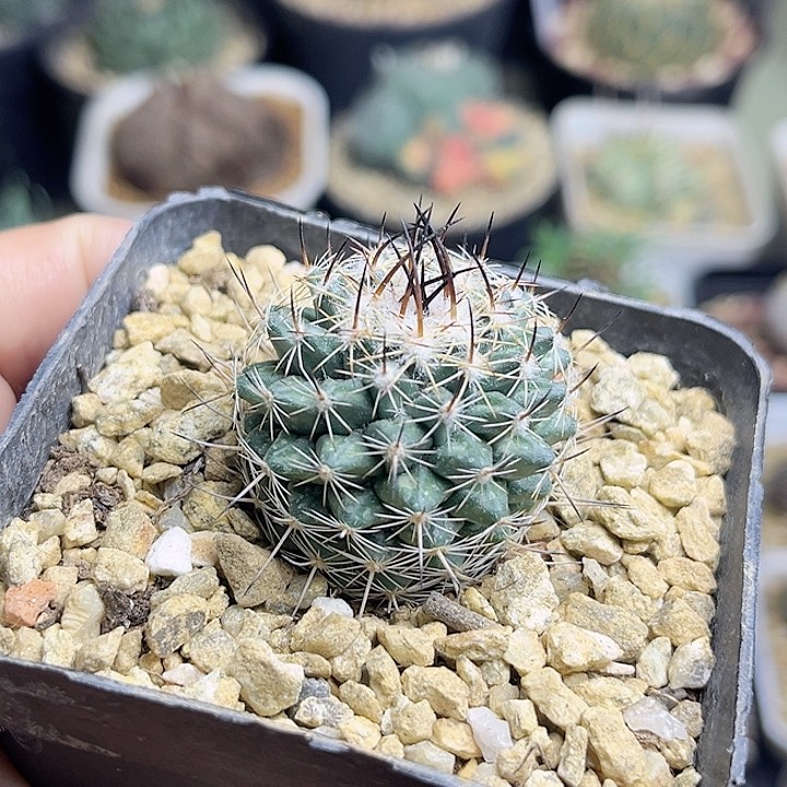 无名实生球一颗3公分