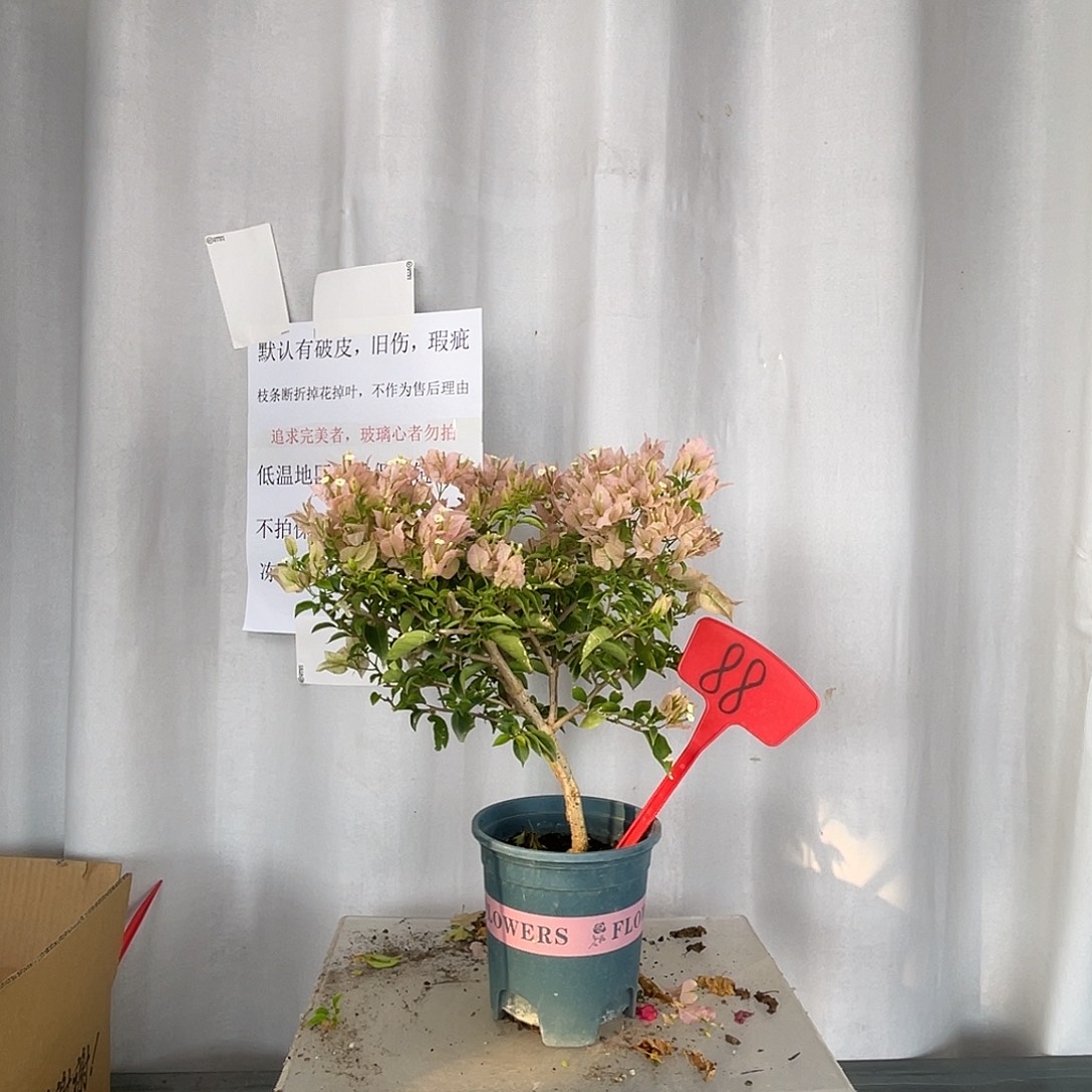 大部分开放少量花苞88魔法樱花盆苗