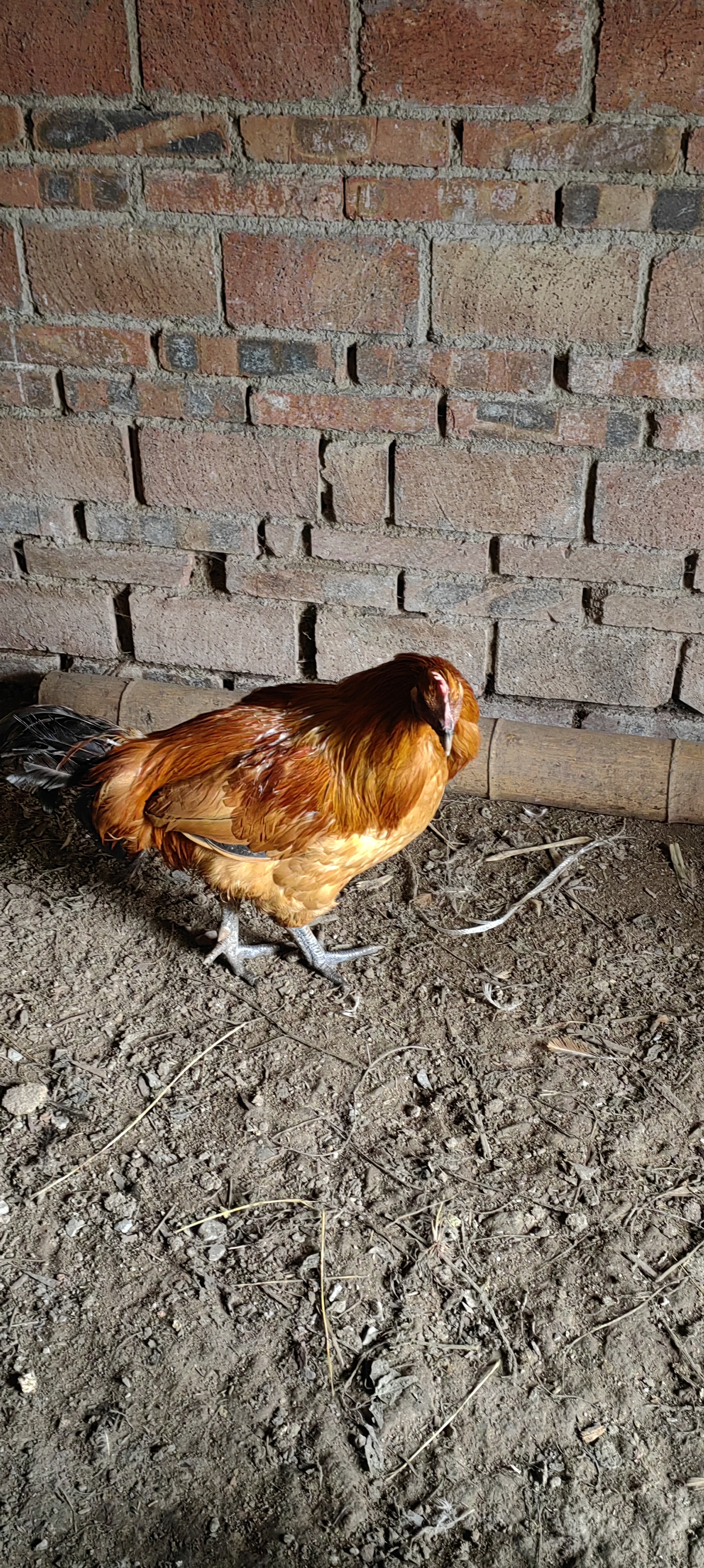 1 年零 3，4 个月竹林散养粮食包谷5.7 斤