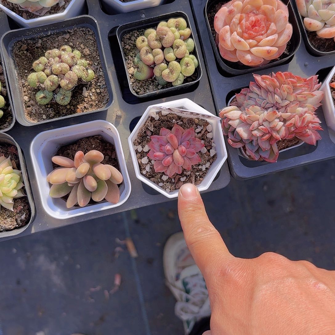 A799金鱼姬一物一拍