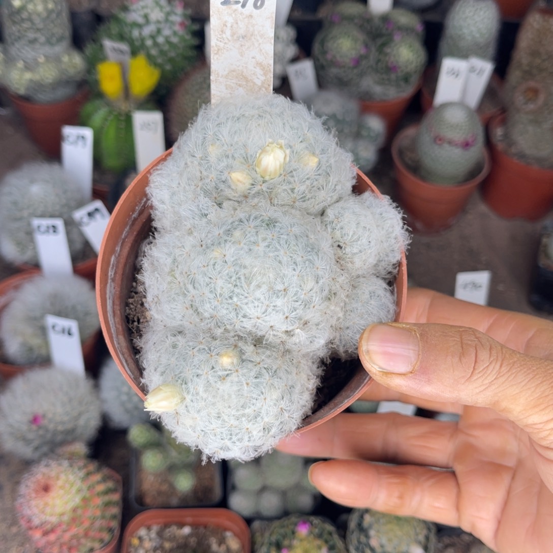 抹****多肉植物仙人球白星