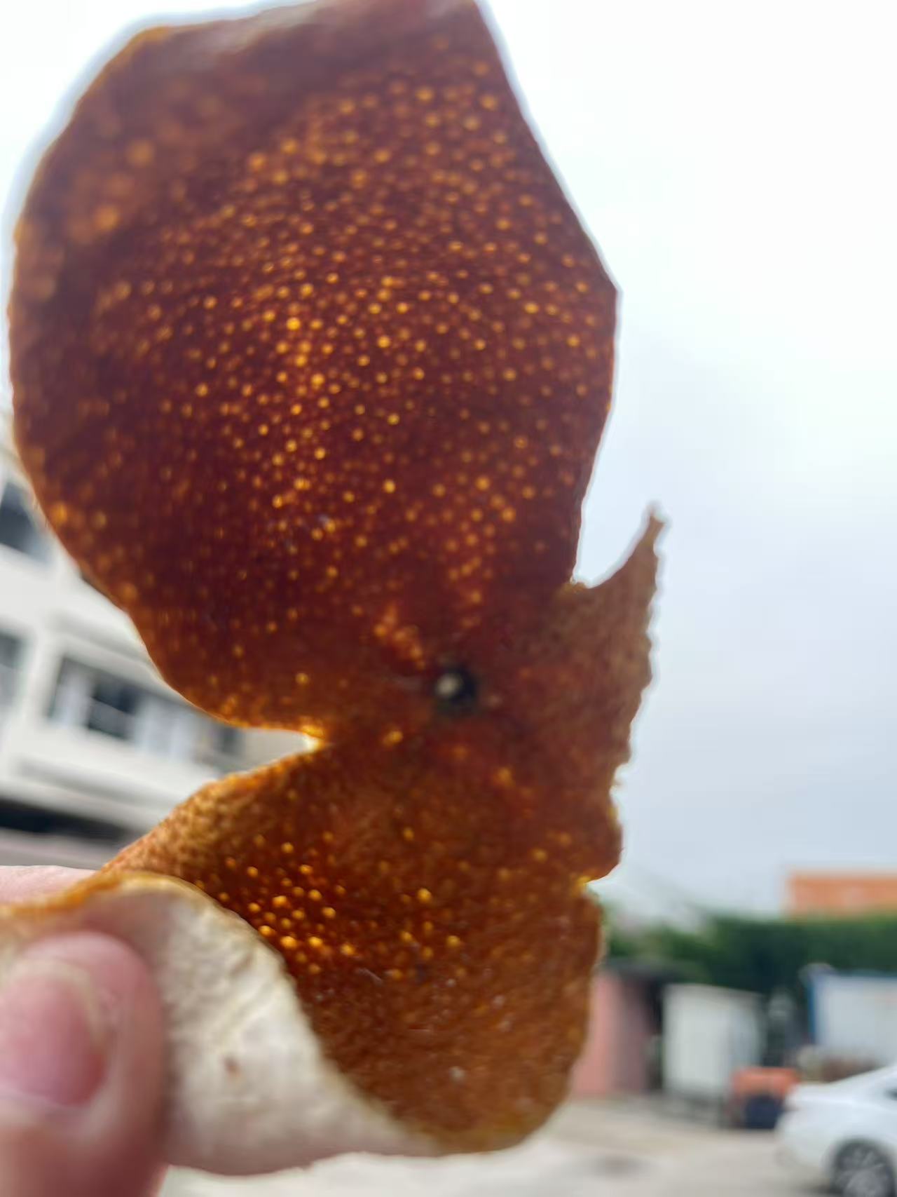 2024年东甲牛比围原枝12年老树新皮（双耳带桔头断皮）