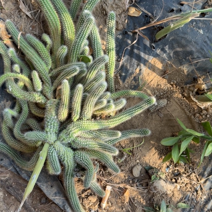 白檀仙人掌群生一群277