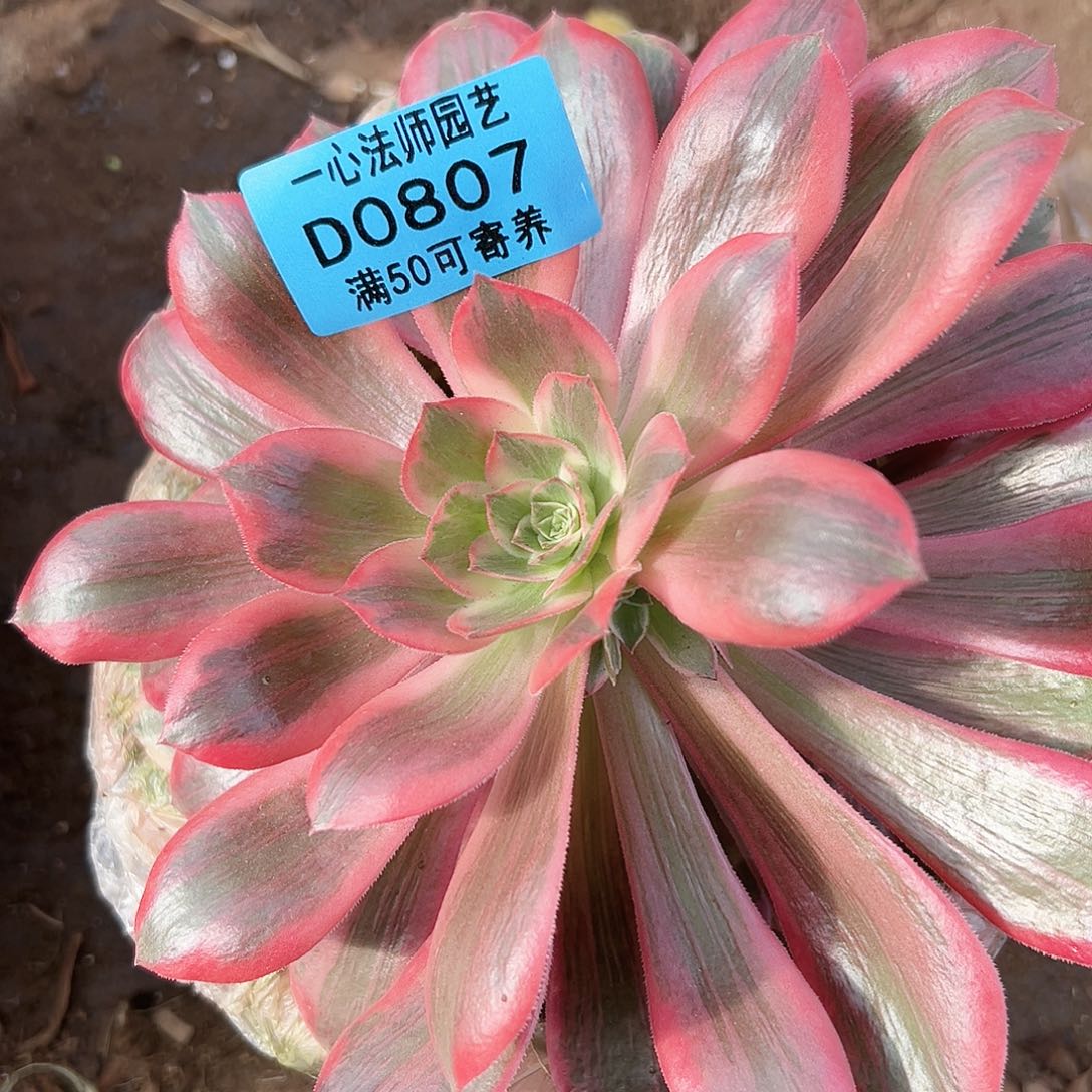 浣纱807多肉植物多肉植物