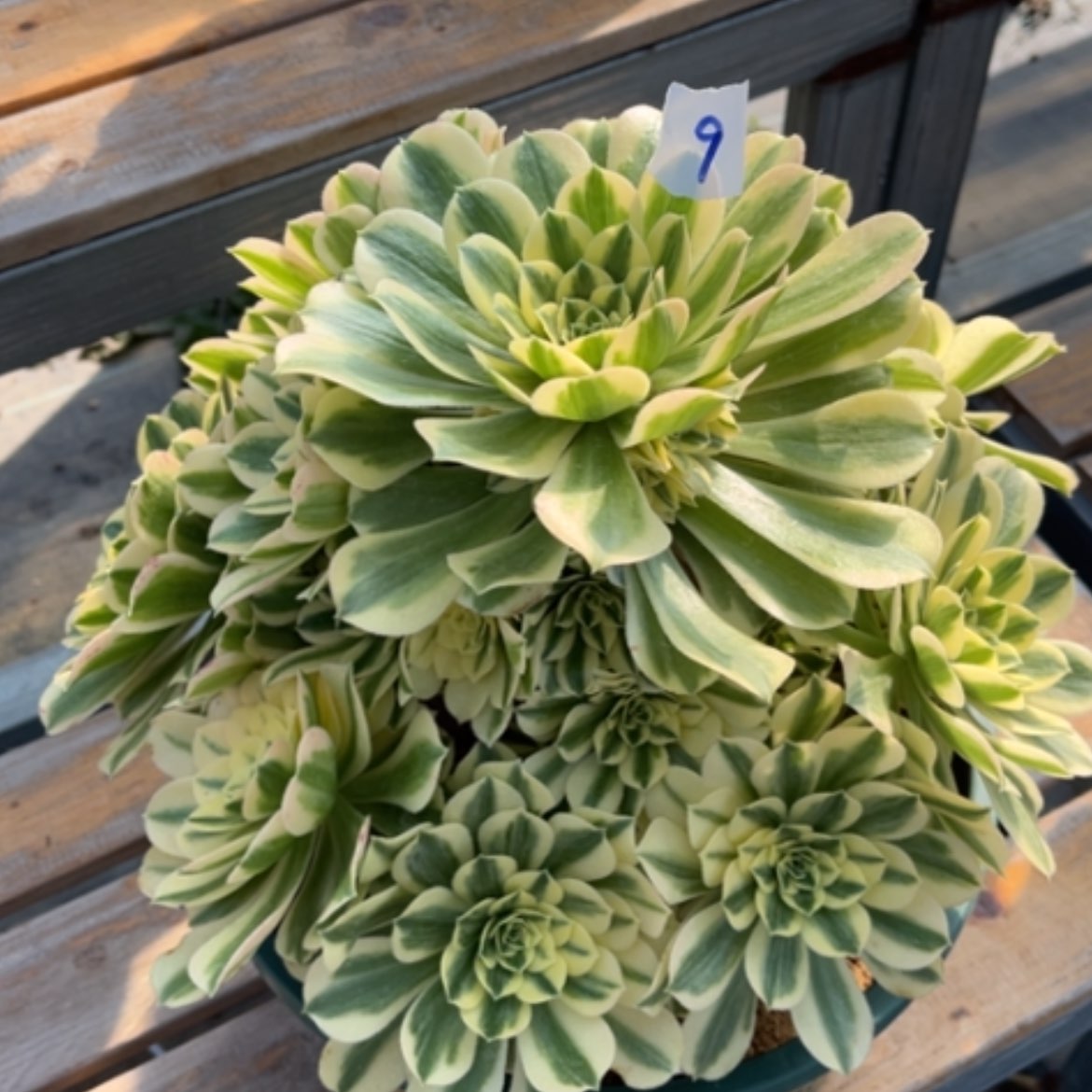 【闪购商品】9迈巴赫多肉法师