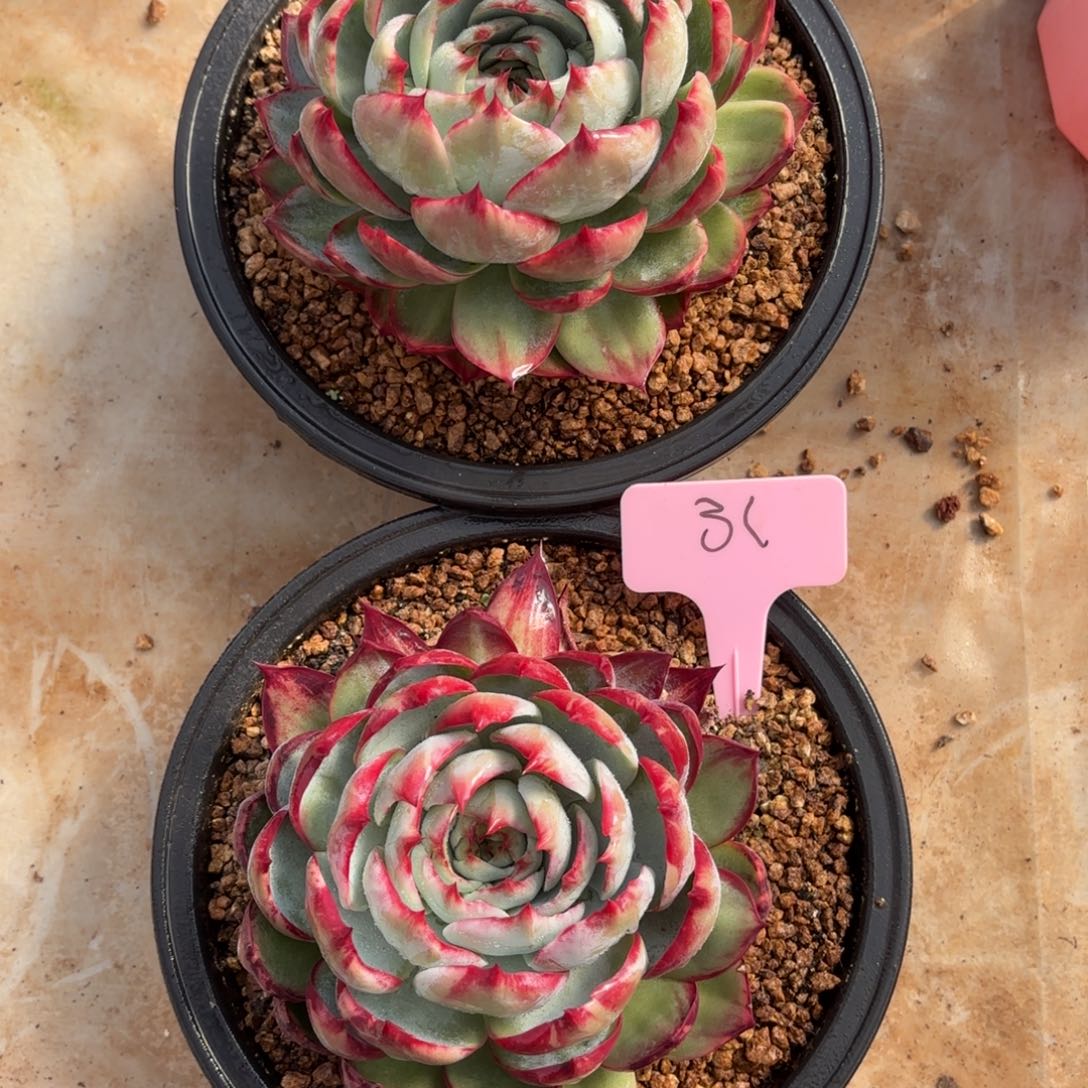 多肉惊鸿仙子 31号