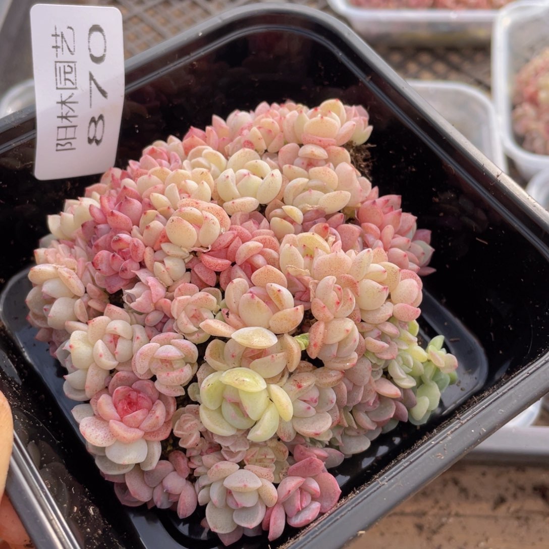 多肉植物多肉植物870