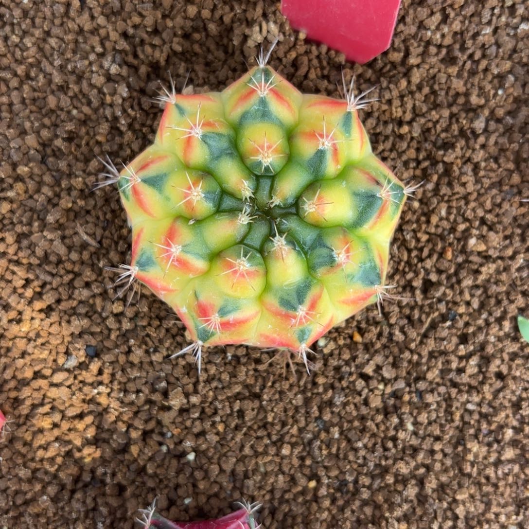 L607-1204泰国发货 