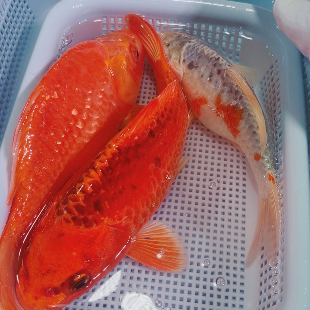 锦鲤锦鲤冷水鱼观赏-190