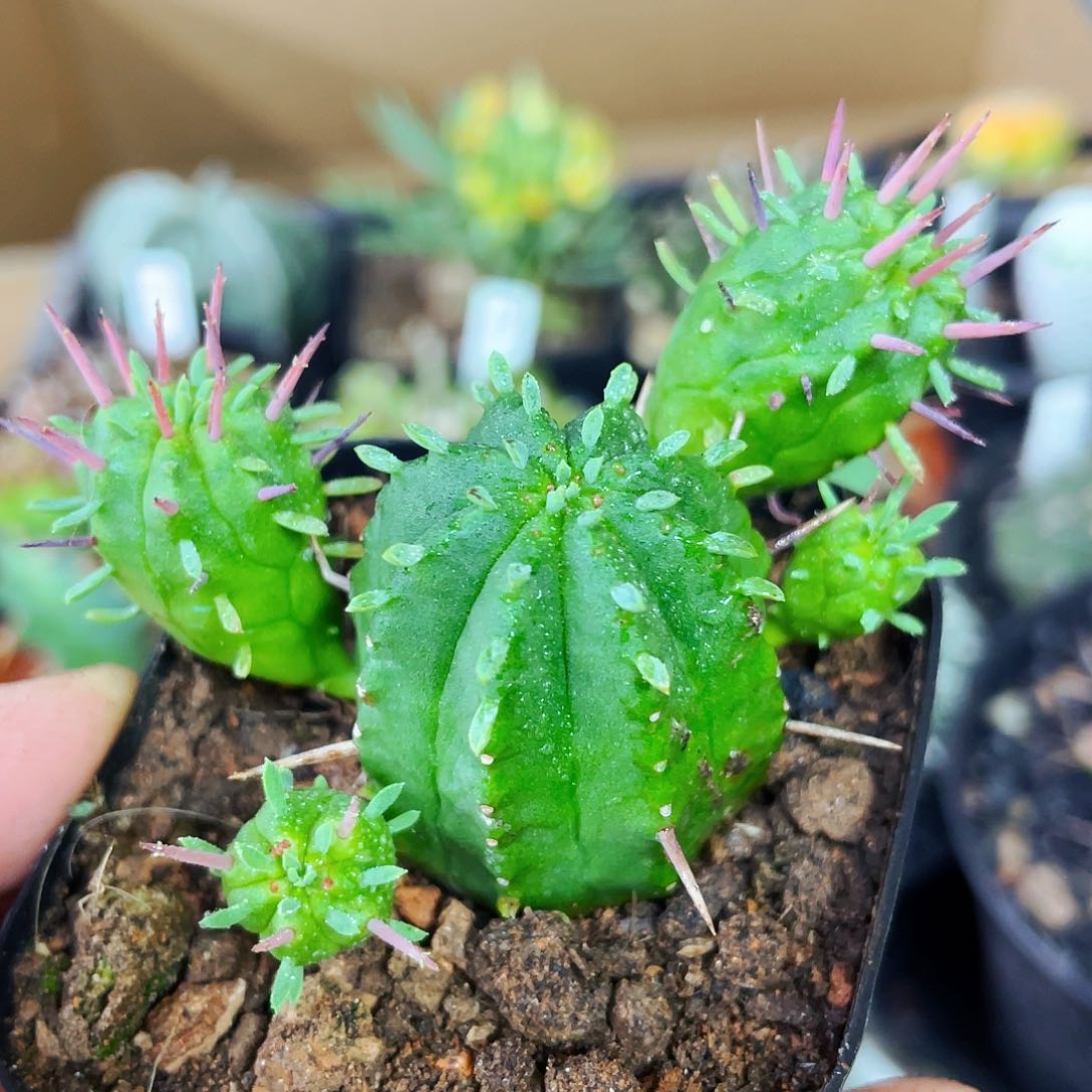 非偏远地区满25包邮仙人球