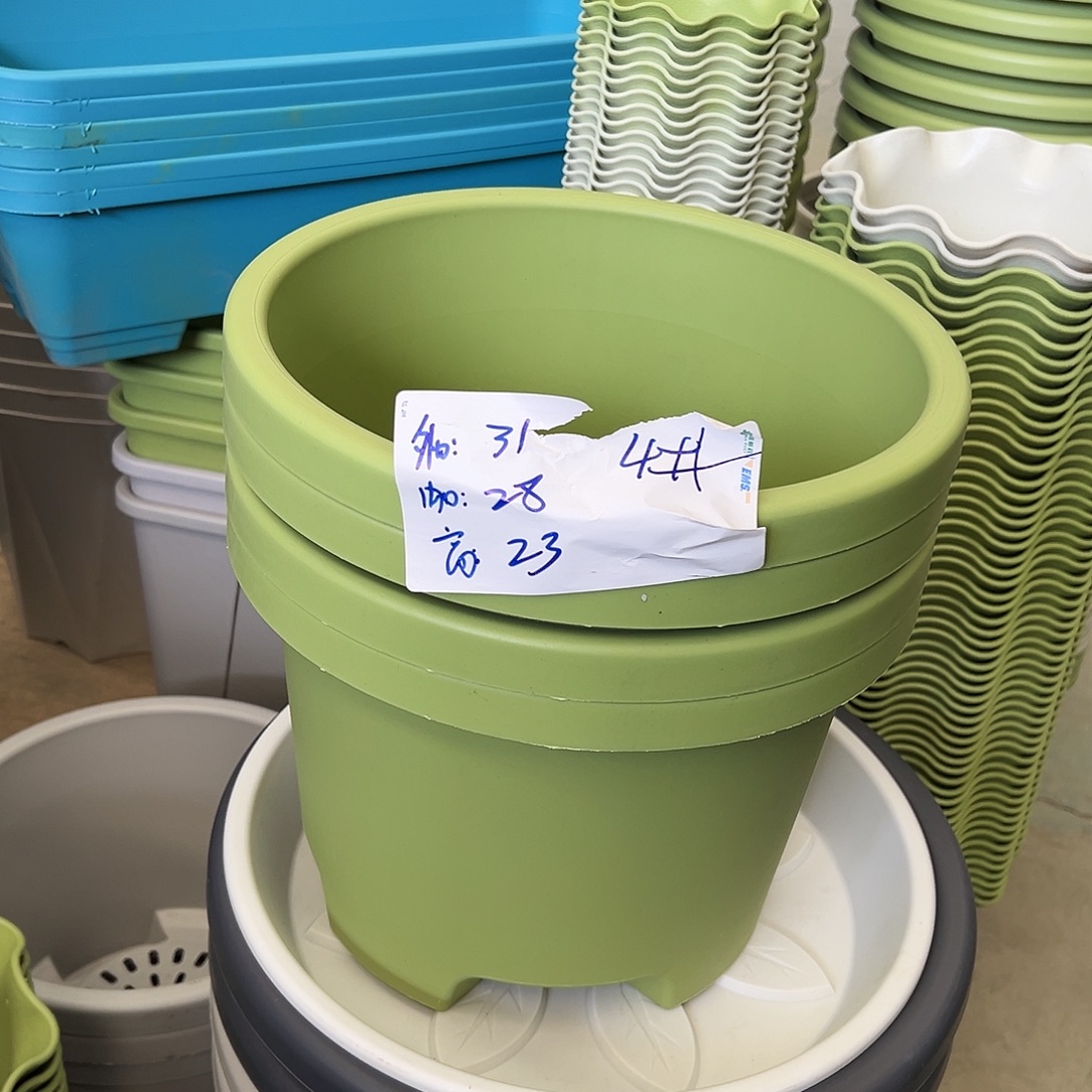 球根盆4#果绿5个无托