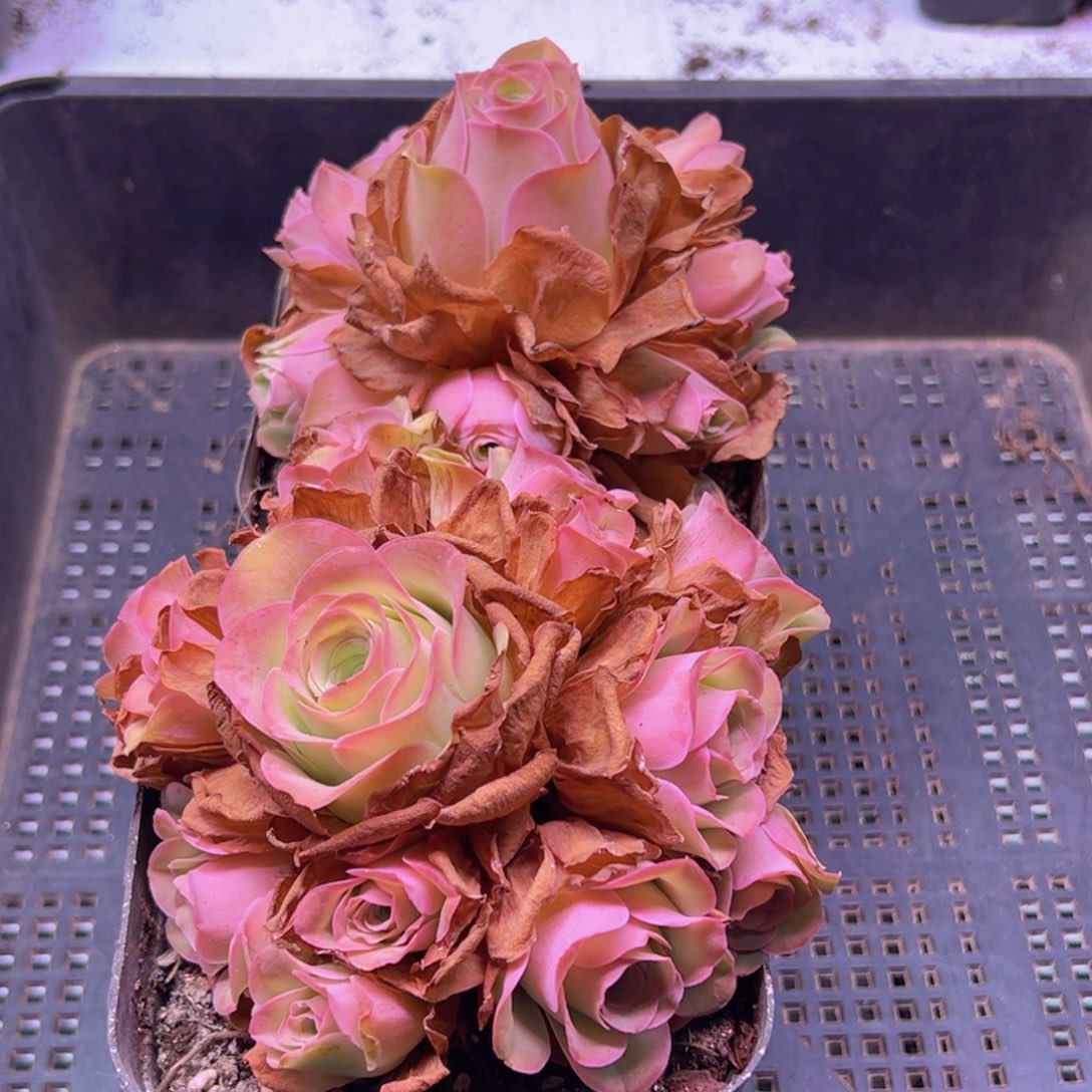 1142 山地玫瑰一物一拍无售后