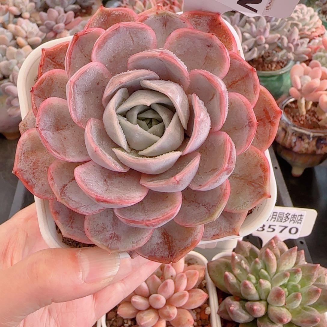 多肉植物7572…………….