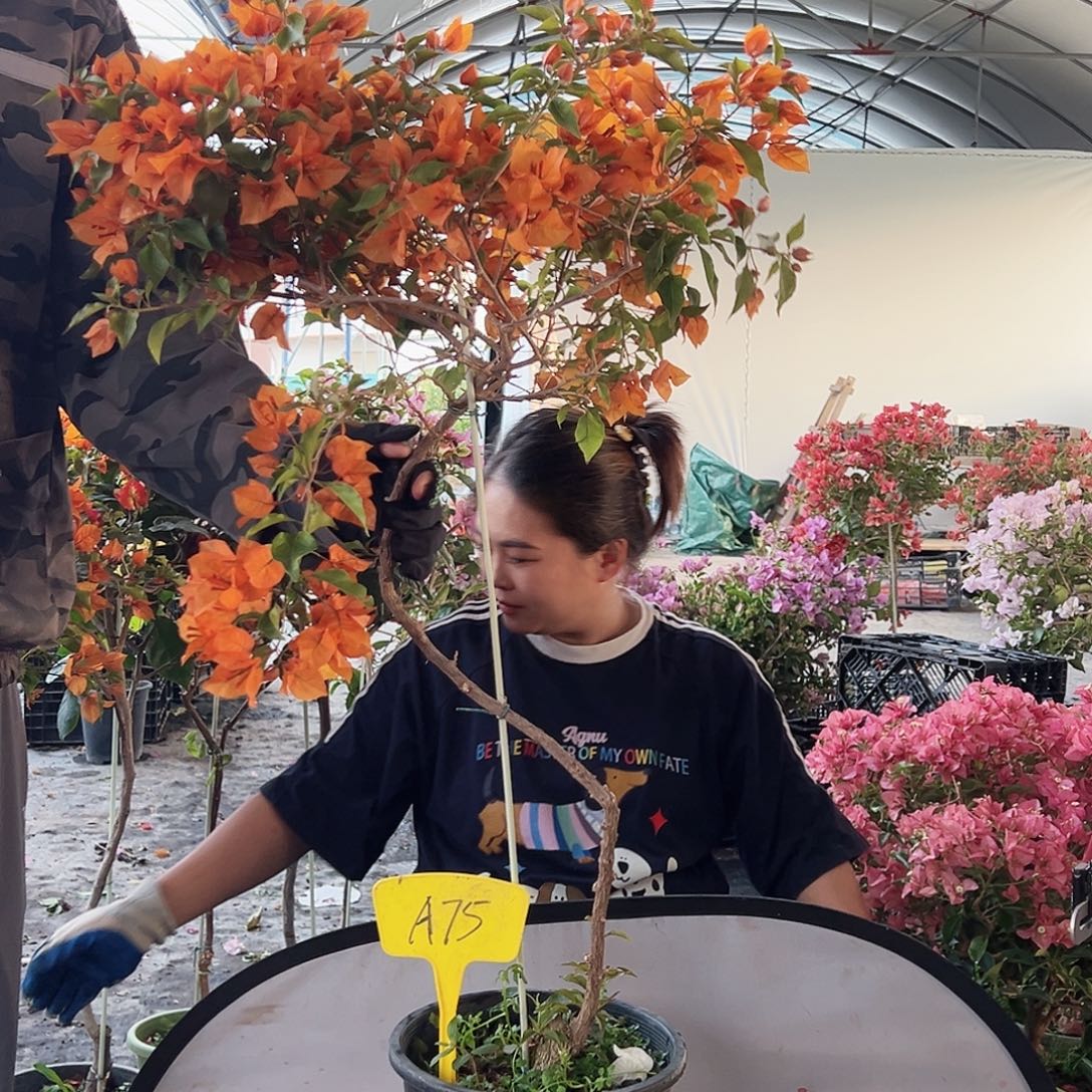 D***哥大部分花苞少量开放A75橙桑巴