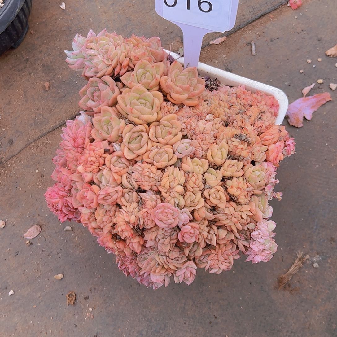 吴*吴016缀化28不售后