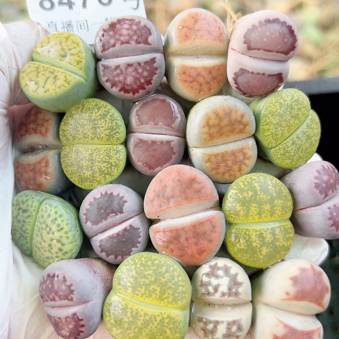 8476 好养易活生石花大母本18个