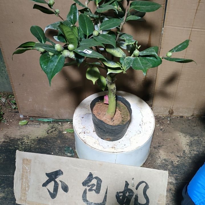 347大冠峰，原盆原土，不包邮