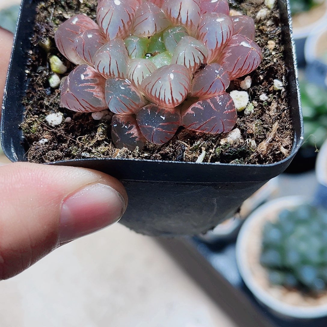 粉冰灯精品十二卷