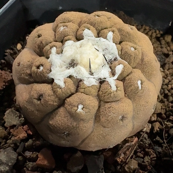 蜥蜴皮实生仙人球