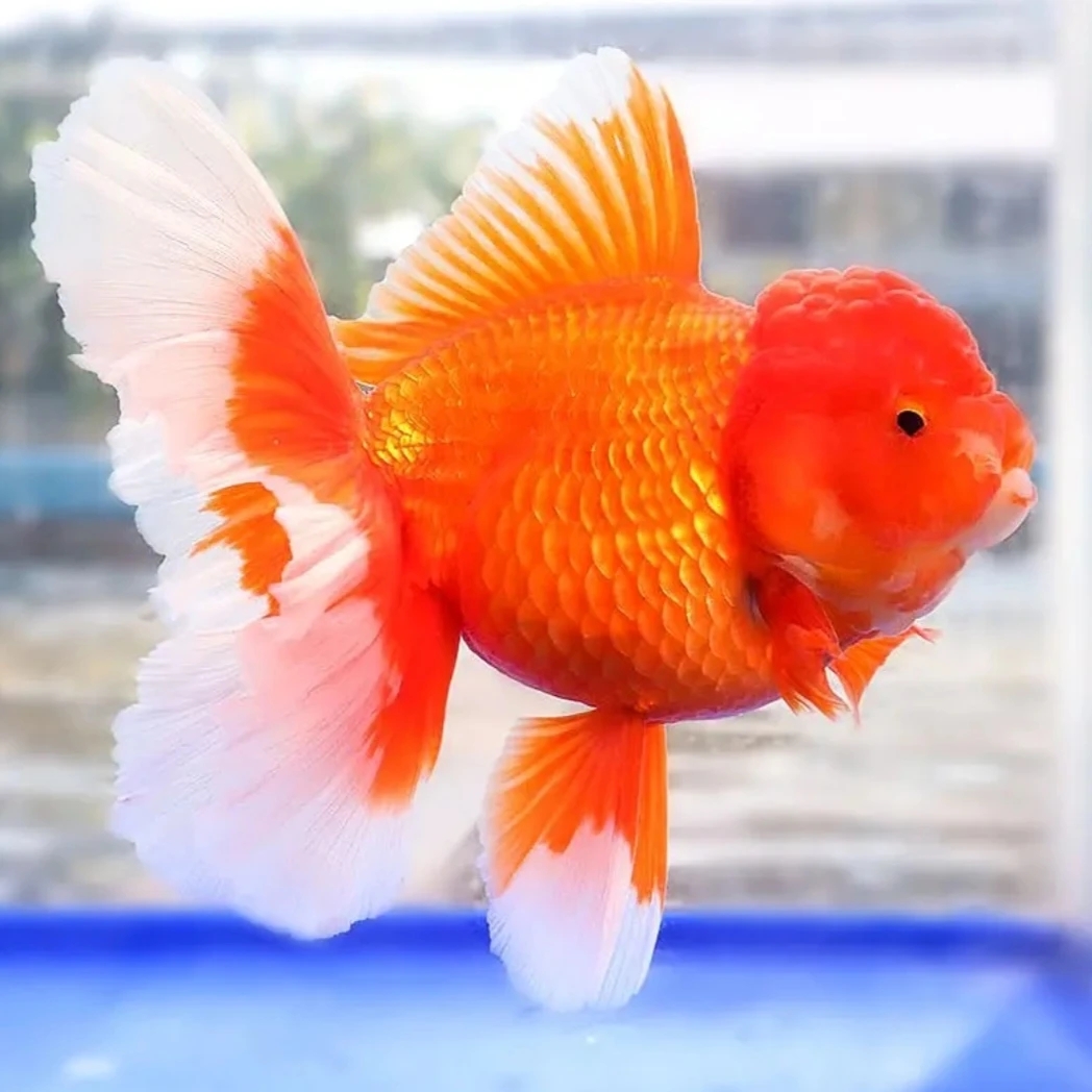 百褶裙泰狮养殖精品观赏鱼冷水鱼活体金鱼（无开箱视频无售后）