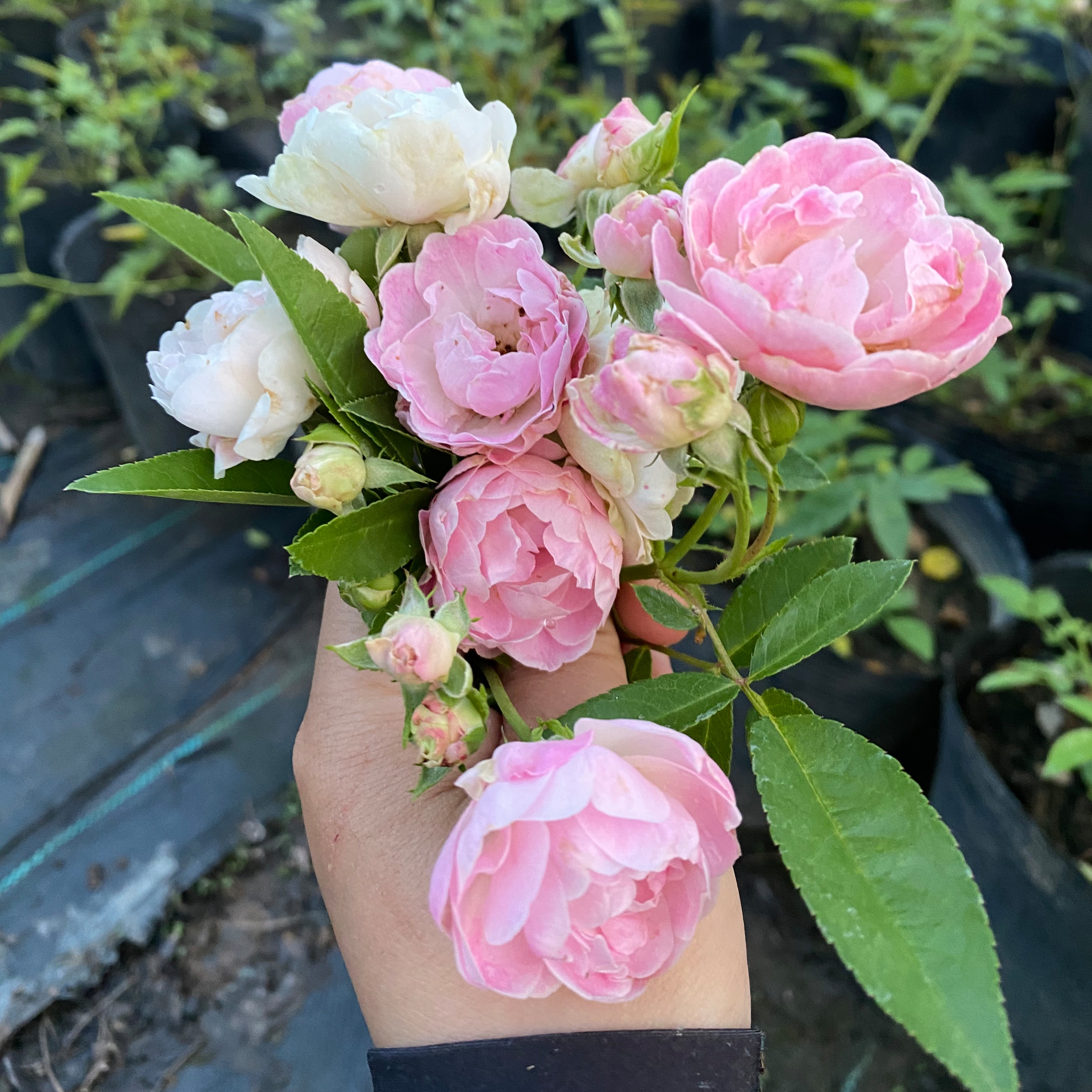 粉色木香花苗爬藤蔷薇多头开花庭院花园耐寒攀援植物