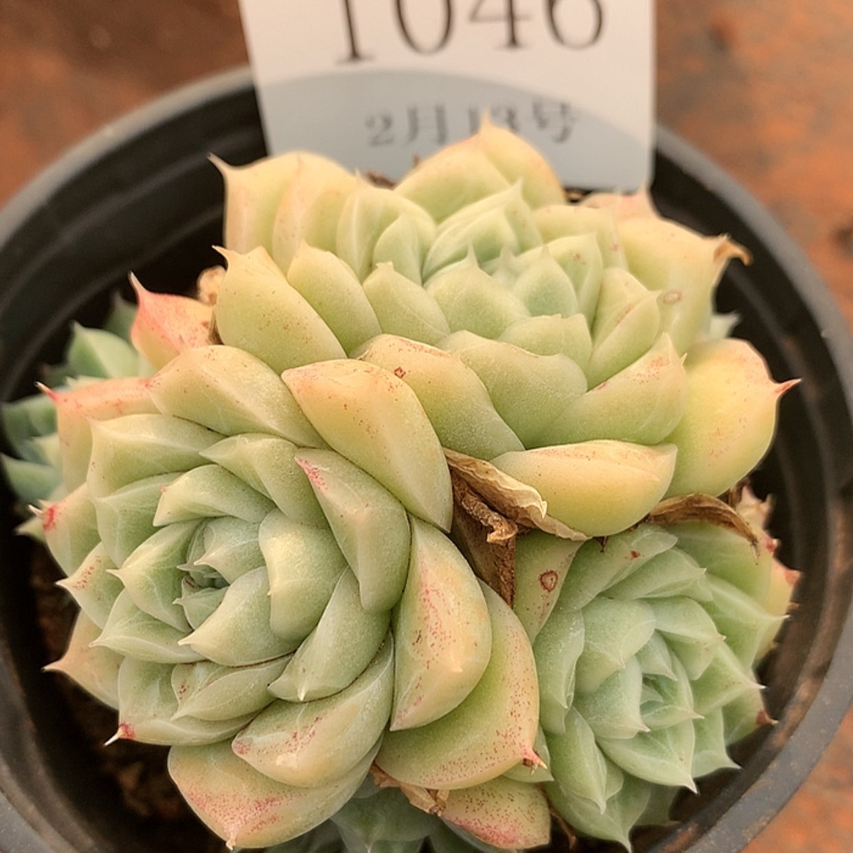 【闪购商品】云1046